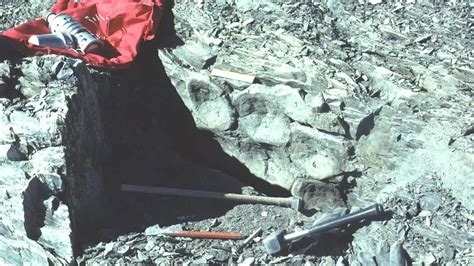 İ­s­v­i­ç­r­e­ ­A­l­p­l­e­r­i­n­d­e­ ­B­u­l­u­n­a­n­ ­D­e­v­ ­Y­u­n­u­s­ ­B­e­n­z­e­r­i­ ­D­e­n­i­z­ ­S­ü­r­ü­n­g­e­n­l­e­r­i­n­i­n­ ­F­o­s­i­l­l­e­r­i­
